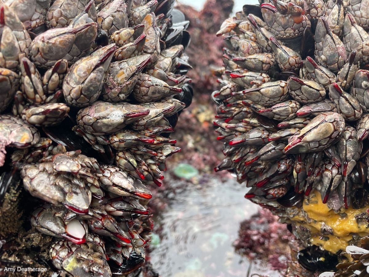 A close-up of gooseneck barnacles clustered on rocks at low-tide.